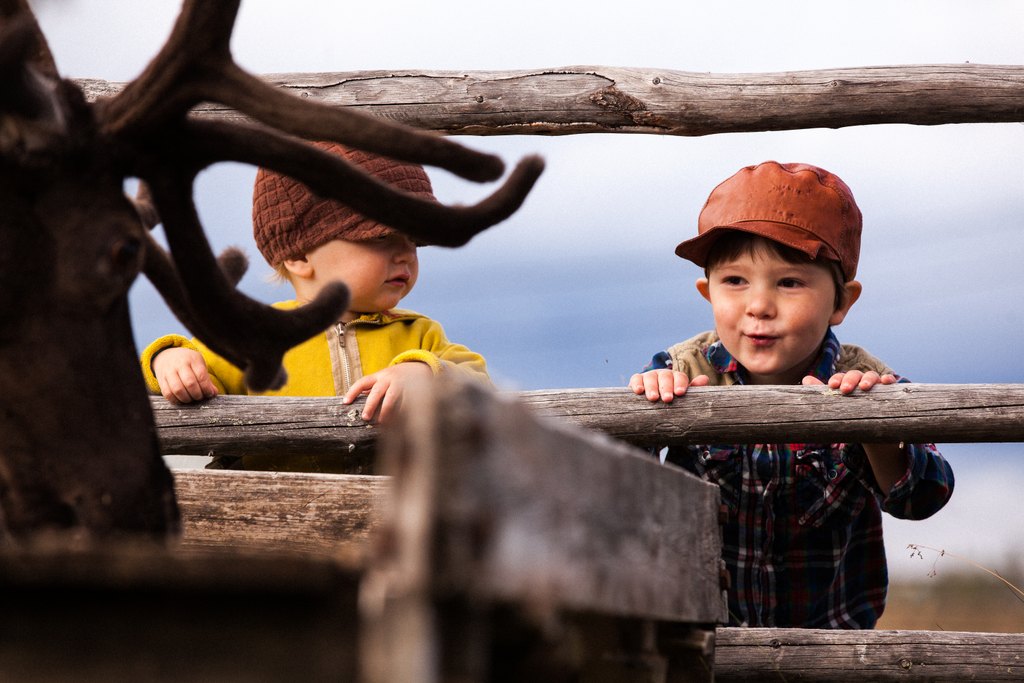 Children visiting a reindeer farm at Torassieppi Eco Reindeer Resort in Lapland, Finland