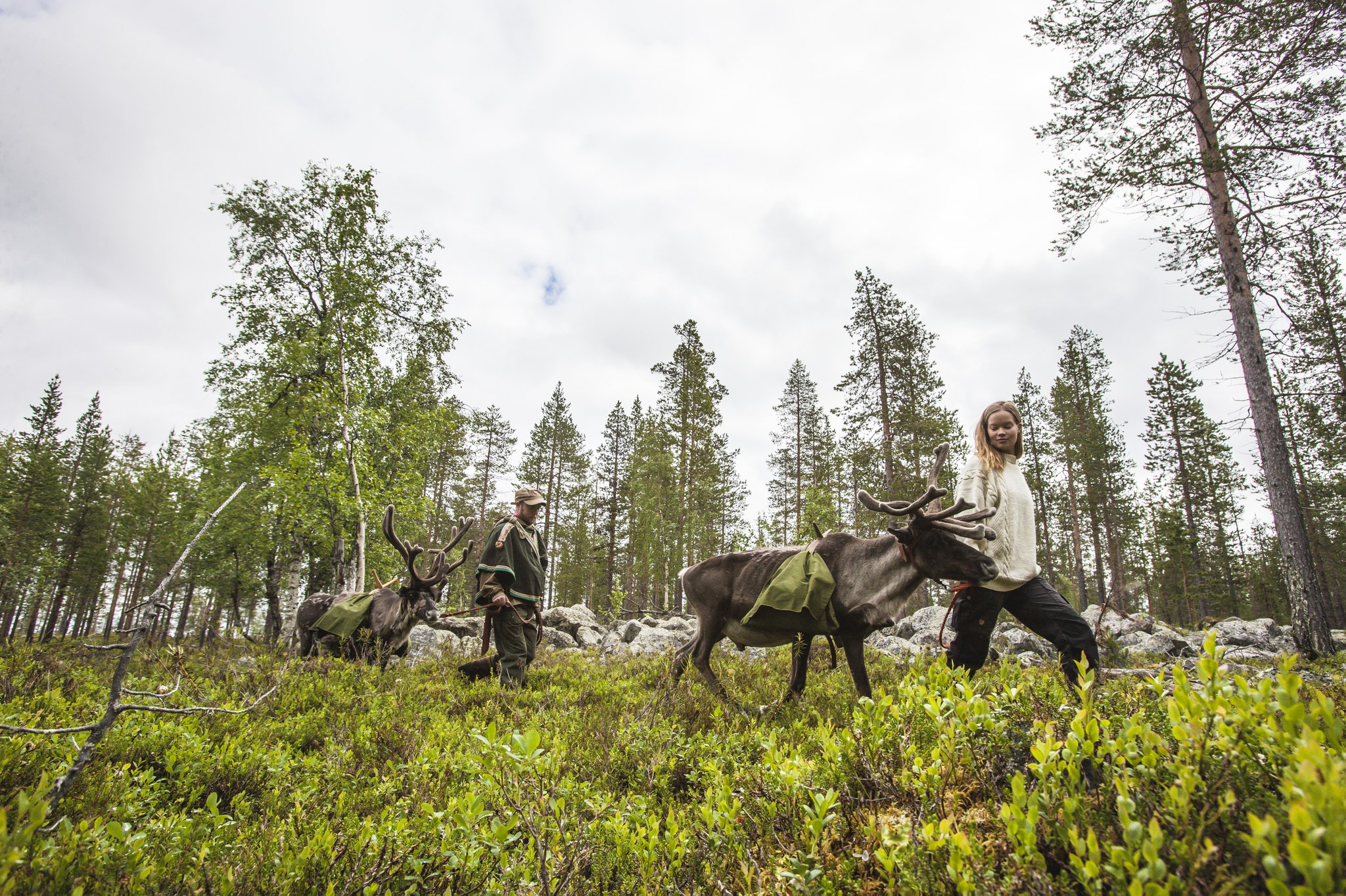 Harriniva Hotels & Safaris reindeer hike in Lapland