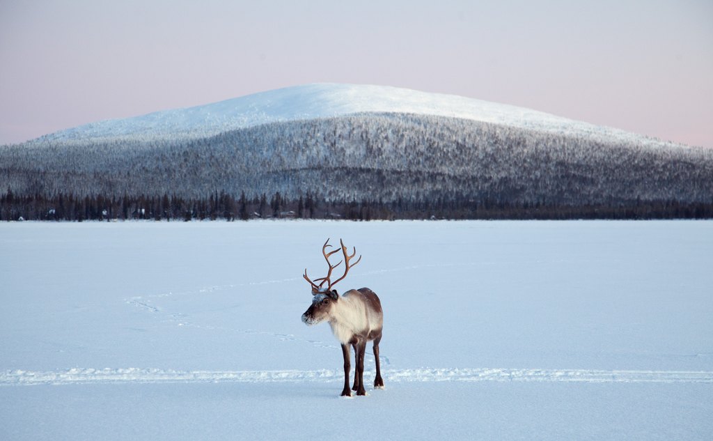 Reindeer standing a frozen lake with a fell in the background showcasing the beautiful winter scenery in Muonio, Finnish Lapland