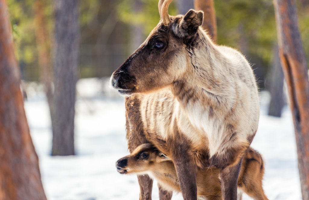 A newborn calf standing standing under its mother in Torassieppi reindeer farm, Finnish Lapland
