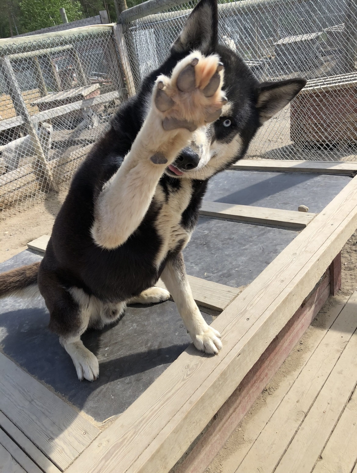 A cheerful dog stands on a bench, playfully waving its paw in a friendly gesture in a husky farm in Finnish Lapland