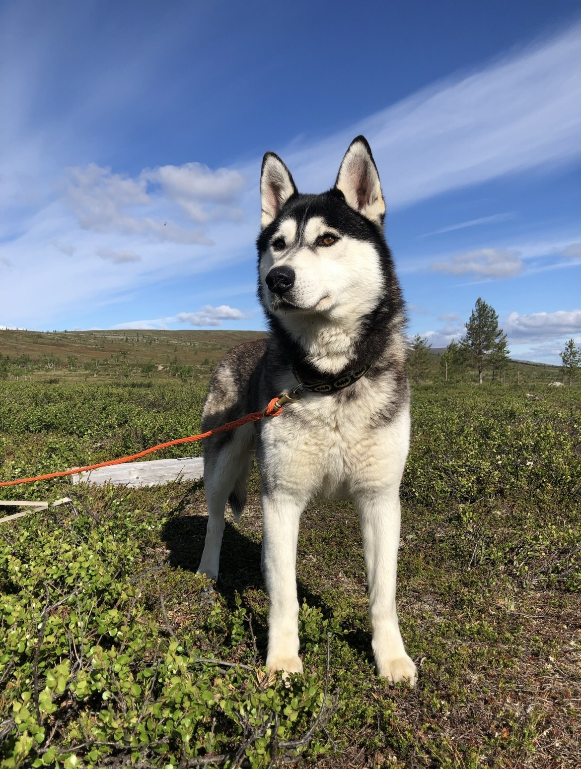 A husky going for a summer walk in an open Lappish landscape
