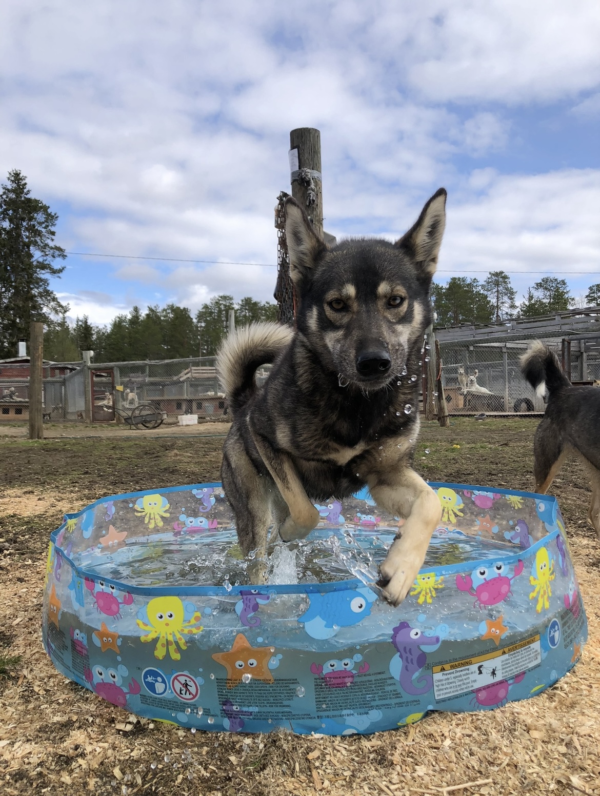 A joyful husky leaps into a colorful inflatable pool, splashing water in a sunny outdoor setting.
