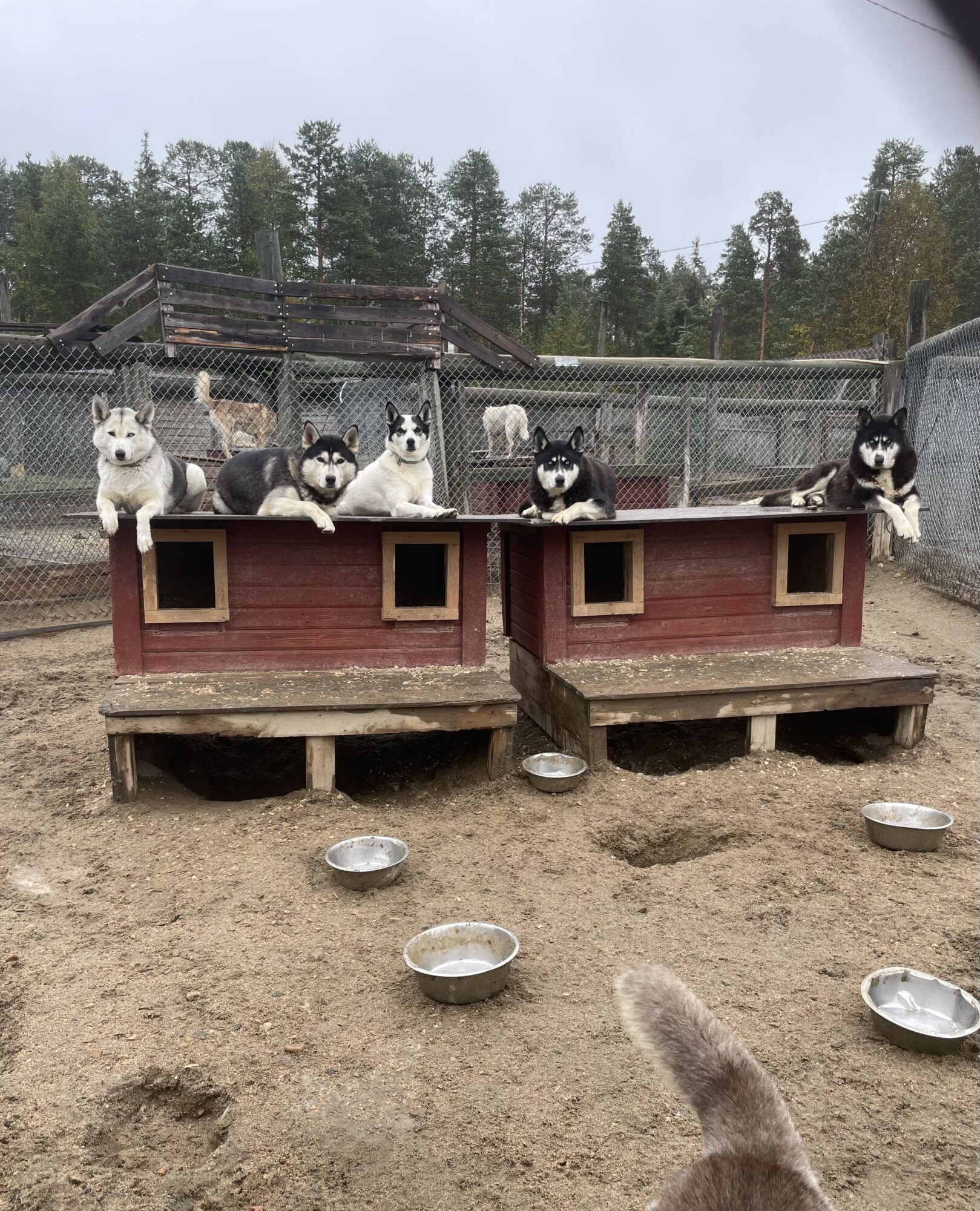 Several huskies relaxing and laying on top their doghouses in a kennel, displaying their striking features and friendly expressions a husky farm in Finnish Lapland