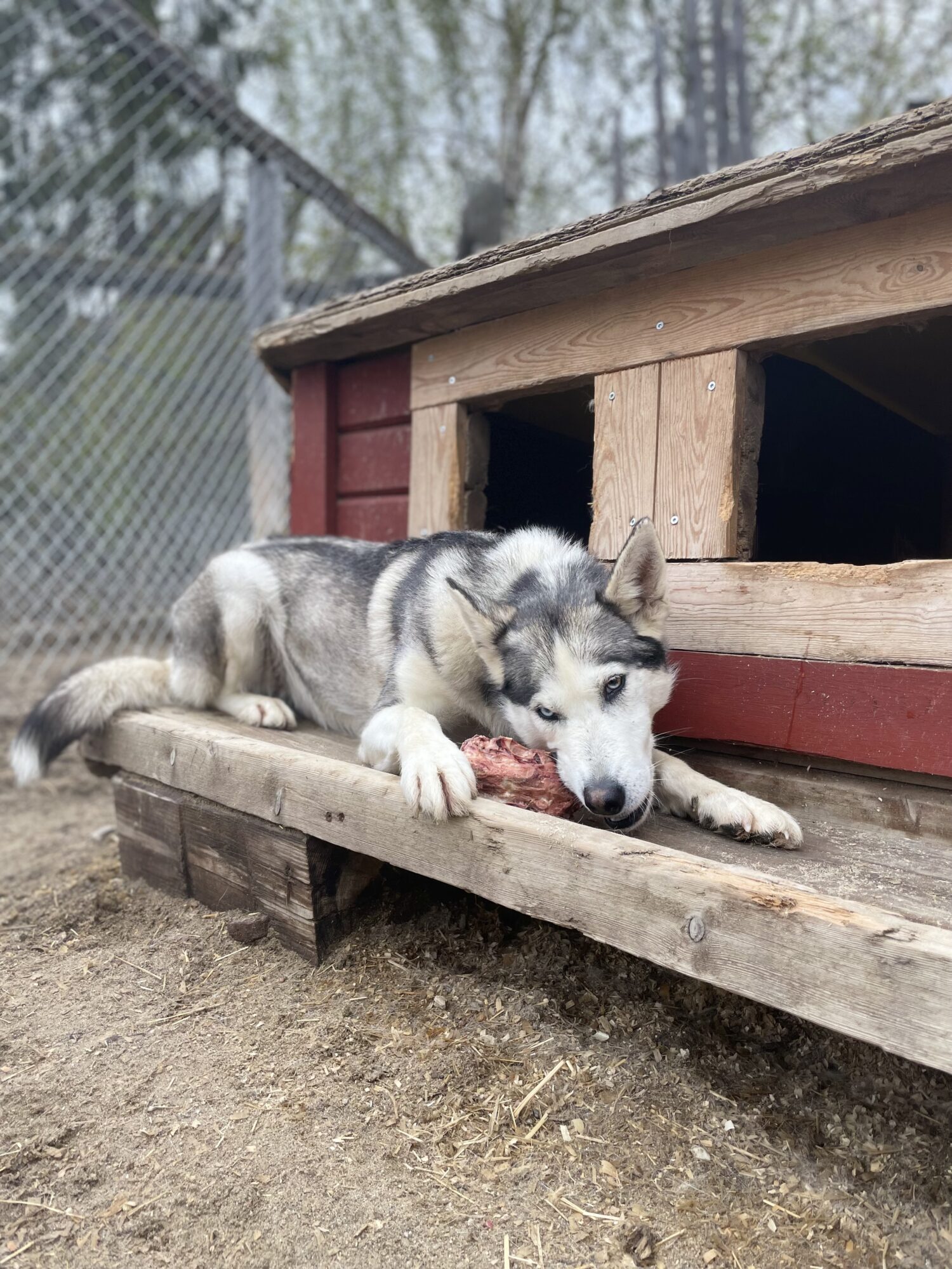 Husky resting on a wooden bench, happily holding a bone in its mouth, enjoying its feeding time.