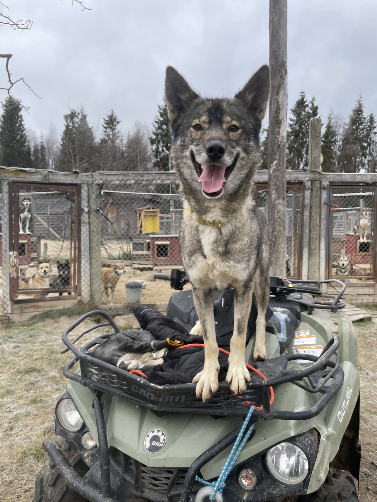 Huksy sits on top a quad bike ready for husky safari training in arctic sleddog centre in finnish lapland