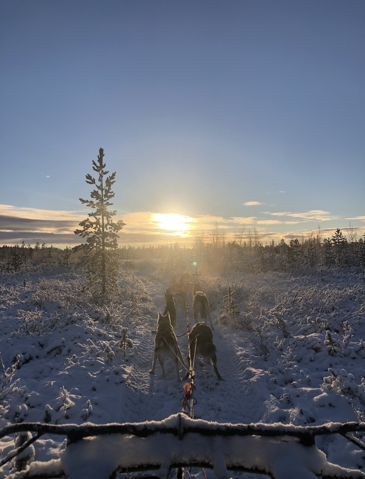 Early winter husky safari training session with a team of huskies in Finnish Laplnad
