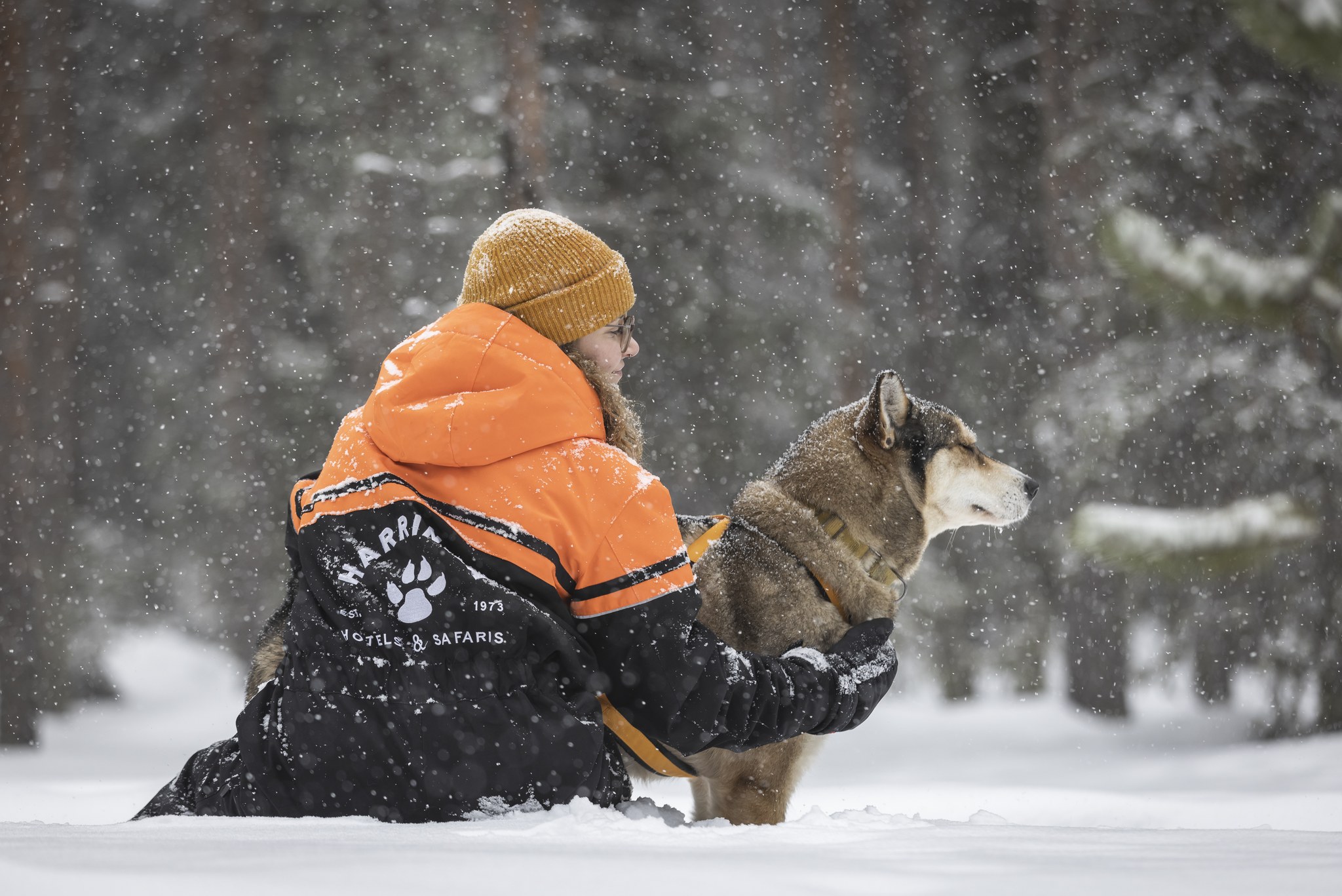Responsible animal tours in Harriniva, Finnish Lapland