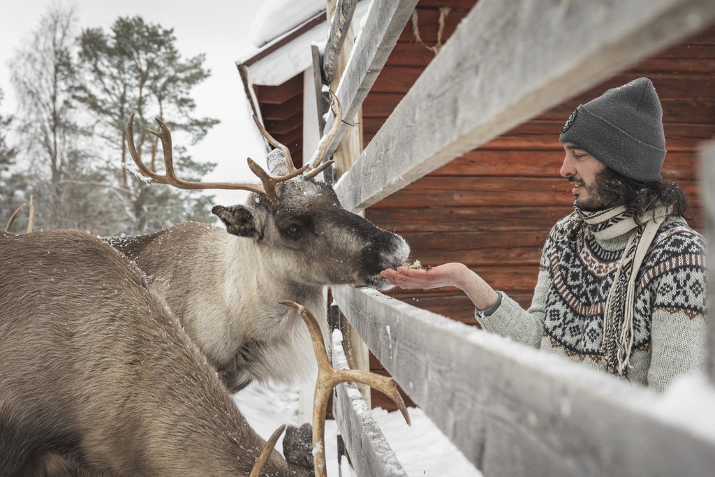 Person feed lichen to reindeer in Torassieppi reindeer farm
