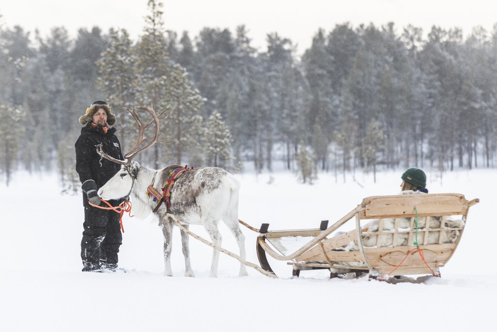 Guide walking a reindeer sleigh in beautiful winter scenery in Torassieppi, Finnish Lapland