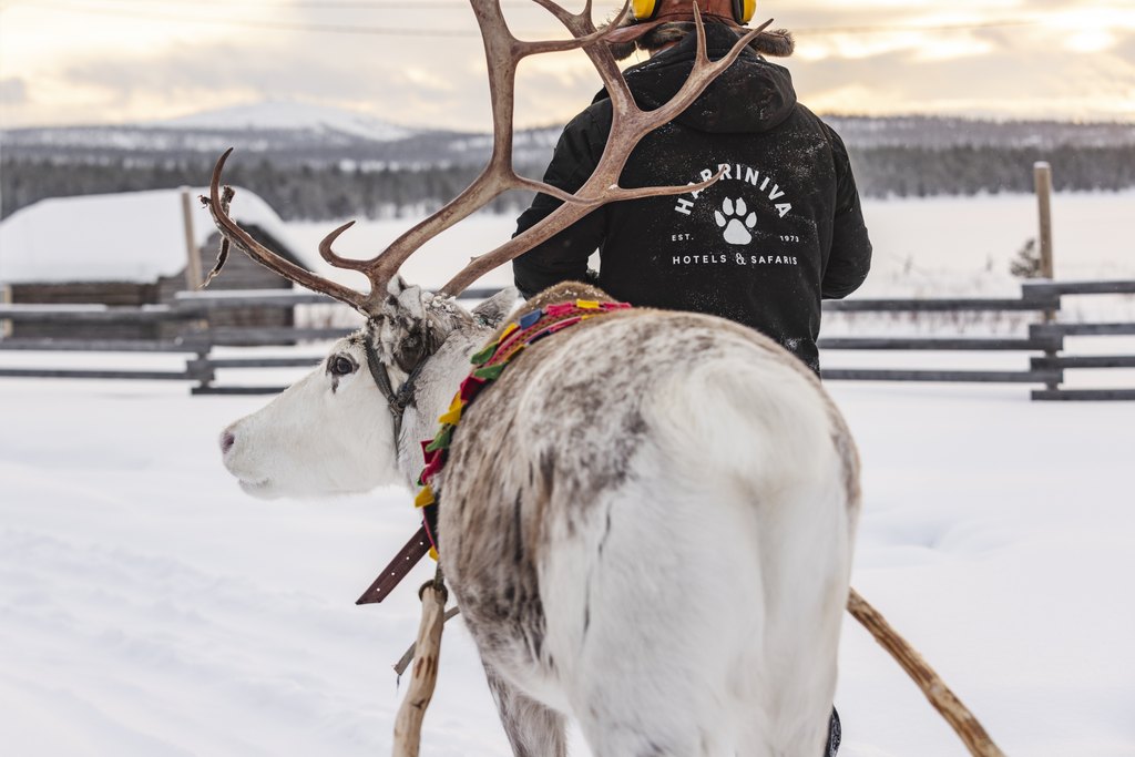 Guide walking a reindeer with big antlers in a beautiful winter scenery in Torassieppi, Finnish Lapland