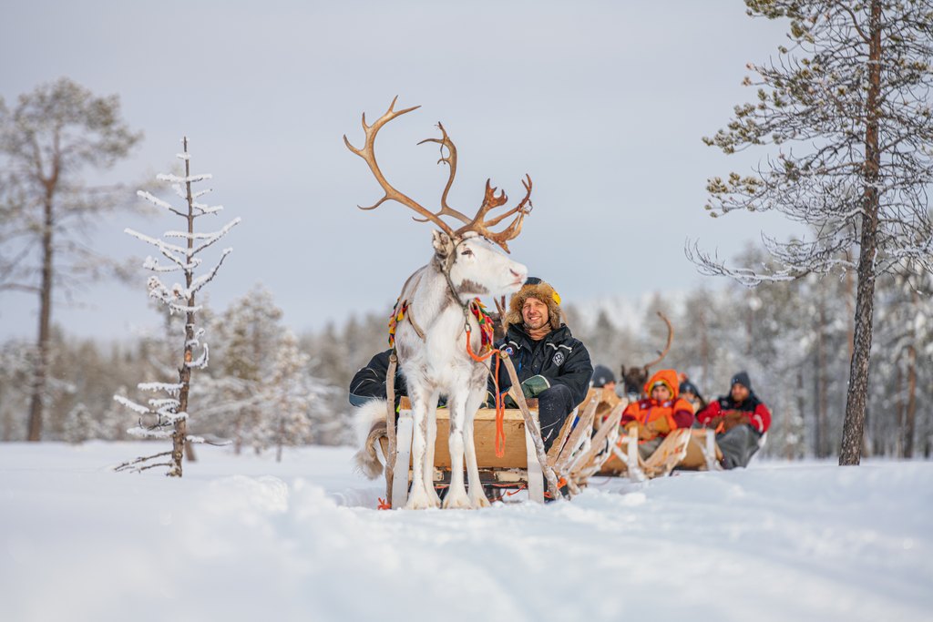 Reindeer tour crossing the beautiful winter forest in Torassieppi reindeer farm, Finnish Lapland
