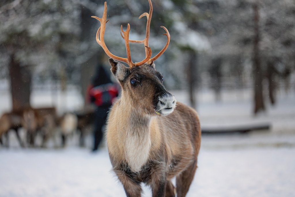 Reindeer with antlers looking into the forest in Torassieppi reindeer farm, Finnish Lapland