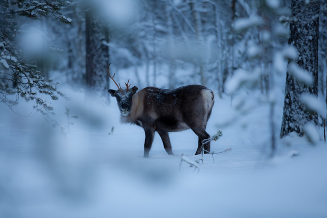 FI: Poro seisoo hiljaisessa, sinisävyisessä talvimetsässä Muoniossa, Lapissa ja katsoo kohti kameraa lumisten puiden keskellä – Wilderness Reindeer Experience osana Harriniva Hotels & Safarisin Best of Lapland Arctic -täyshoitolomapakettia.
EN: A reindeer stands in a quiet, blue-toned winter forest in Muonio, Lapland, looking toward the camera among snow-covered trees—Wilderness Reindeer Experience as part of Harriniva Hotels & Safaris’ Best of Lapland Arctic all-inclusive holiday package.