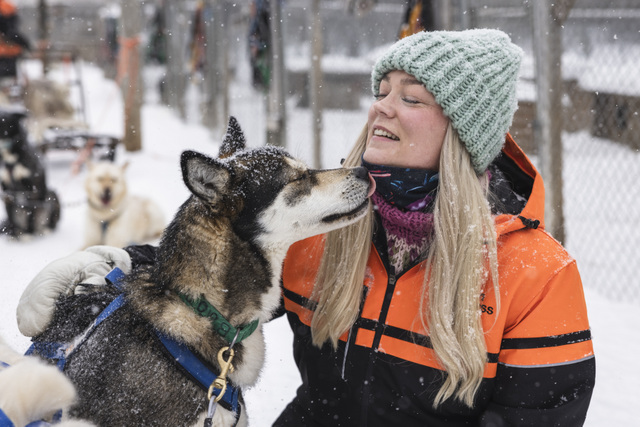FI: Harriniva Hotels & Safaris Aurora Christmas Adventure Muonio, Lappi -loma all inclusive: vieras nauttii lämpimästä hetkestä huskyjen kanssa lumisateessa, kun valjakko-koira nuuhkaisee kasvoja tarhalla – aito arktinen joulutunnelma ja koiravaljakkoelämys.
EN: Harriniva Hotels & Safaris Aurora Christmas Adventure all-inclusive holiday package in Muonio, Lapland: a guest shares a warm moment with huskies as snow falls, while a sled dog nuzzles their face at the kennel—an authentic Arctic Christmas atmosphere and husky adventure experience.