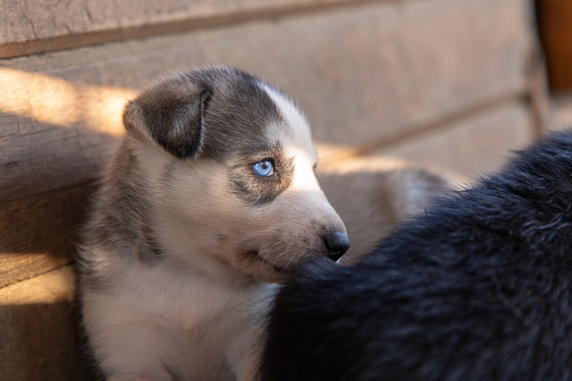 FI: Siperianhuskyn pentu lepää puuseinän vieressä Harriniva Hotels & Safaris husky farm visit -elämyksessä Muoniossa. Kesäinen aktiviteetti Lapissa esittelee huskytilan tunnelmaa, pehmeää valoa ja suloisen koiranpennun kirkkaansiniset silmät.
EN: A Siberian husky puppy rests beside a wooden wall during a Harriniva Hotels & Safaris husky farm visit in Muonio. This summer activity in Lapland captures the cozy atmosphere of the husky farm, soft natural light, and the puppy’s striking blue eyes.