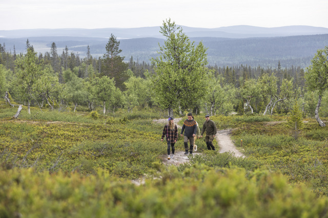 Kolme retkeilijää kävelee tunturipolulla Pallas-Yllästunturin kansallispuistossa, vehreän Lapin kesämaiseman ja avaran tunturiketjun keskellä – Midnight Sun Explorer -all inclusive -lomapaketti kutsuu vaellukselle ja kesäseikkailuun. Harriniva Hotels & Safaris.
Three hikers follow a fell trail in Pallas-Yllästunturi National Park, surrounded by lush summer scenery and wide-open fells in Finnish Lapland—Midnight Sun Explorer all-inclusive holiday package for hiking under the midnight sun. Harriniva Hotels & Safaris.