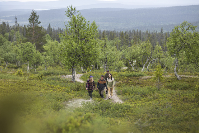 FI: Kolme retkeilijää kävelee polkua pitkin vihreässä tunturimaisemassa Lapissa. Harriniva Hotels & Safaris kutsuu viettämään kesälomaa Lapissa vaelluksen, luonnon ja yhdessäolon parissa.
EN: Three hikers walk along a trail through green fell scenery in Lapland. Harriniva Hotels & Safaris invites guests to enjoy a summer holiday in Lapland with hiking, nature, and shared outdoor experiences.
