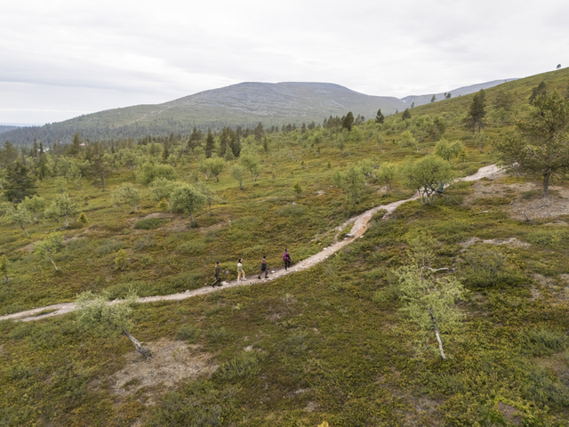 FI: Retkeilijät kulkevat polkua pitkin avarassa tunturimaisemassa Muoniossa Lapin kesässä. Harriniva Hotels & Safaris tarjoaa hiking in National Park Muonio -elämyksiä, joissa yhdistyvät rauhallinen luonto, vaellusreitit ja upeat tunturinäkymät. EN: Hikers walk along a trail through open fell scenery in Muonio during summer in Lapland. Harriniva Hotels & Safaris offers hiking in National Park Muonio experiences with peaceful nature, scenic trails, and wide fell views.